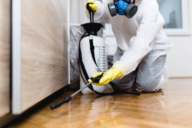 Wasp Removal Services in Mountain Lake, MN